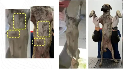 Pruebas del perro agredido