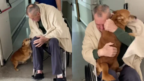 Viral video de un perro espera a su dueño tras estar hospitalizado