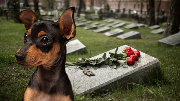 Santa Marta abre cementerio exclusivo para mascotas: planes desde $20.000 Santa Marta abre cementerio exclusivo para mascotas: planes desde $20.000
