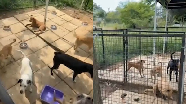 Chats revelan órdenes para presuntas eutanasias indiscriminadas a perros en Bucaramanga