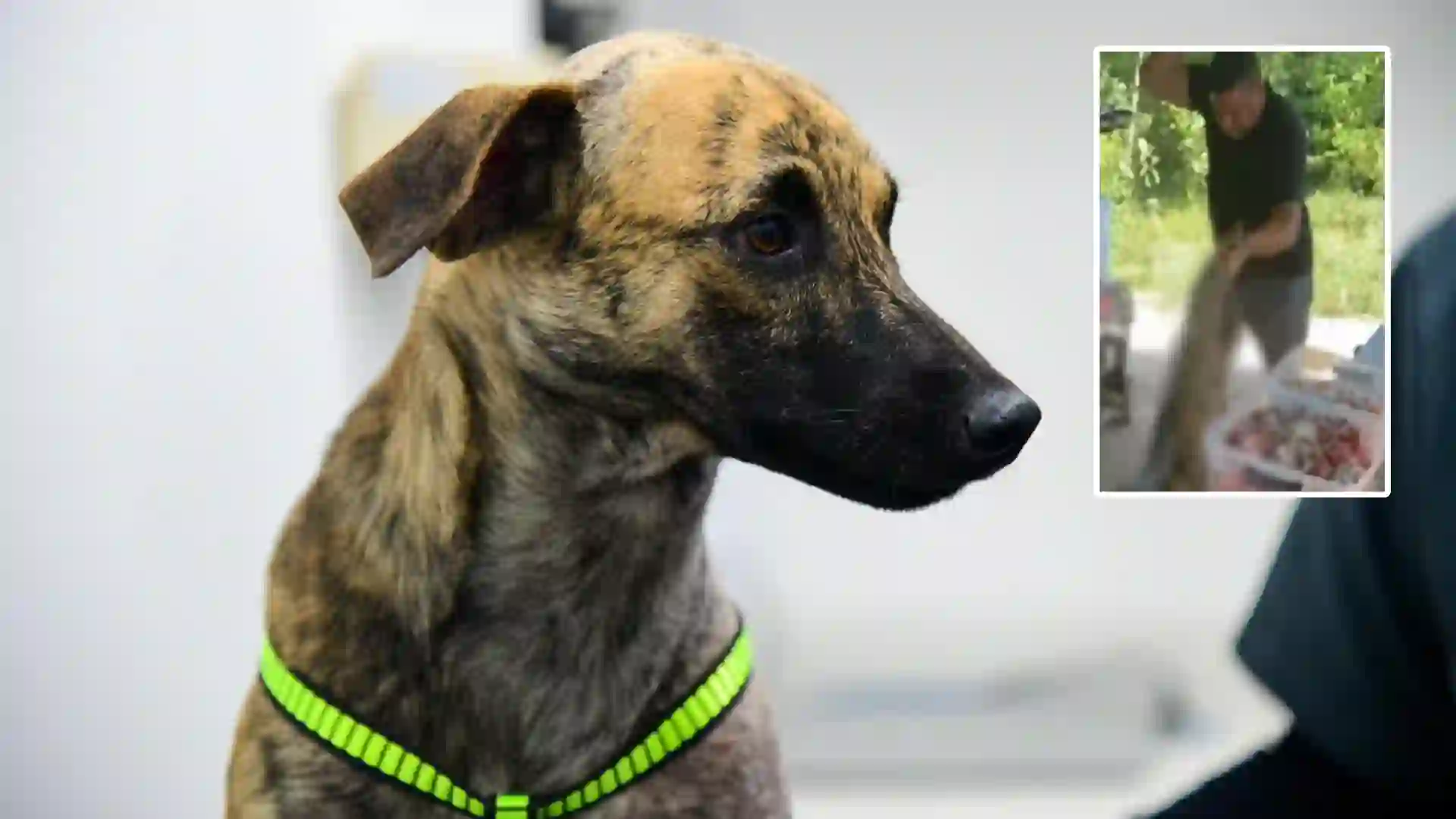 ¡Justicia! Imputaron al hombre que atacó brutalmente al perrito 'Bizcocho' y que quedó grabado en video