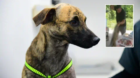 ¡Justicia! Imputaron al hombre que atacó brutalmente al perrito 'Bizcocho' y que quedó grabado en video