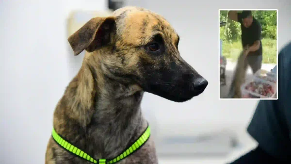 ¡Justicia! Imputaron al hombre que atacó brutalmente al perrito 'Bizcocho' y que quedó grabado en video ¡Justicia! Imputaron al hombre que atacó brutalmente al perrito 'Bizcocho' y que quedó grabado en video