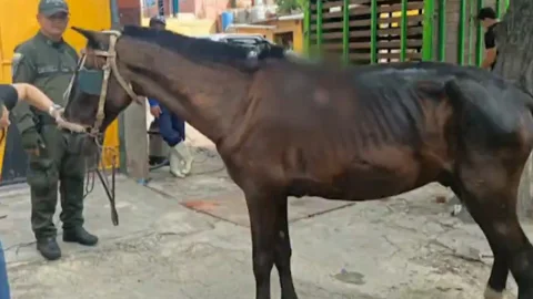 Caballo rescatado en Soledad