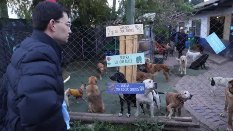 Donación perros en refugio.