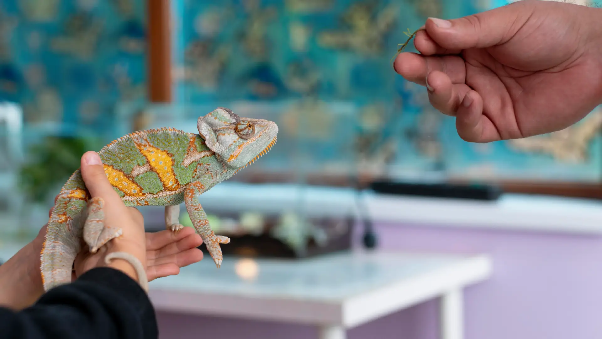 Falso refugio de animales