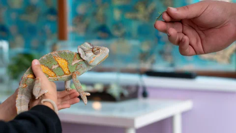 Falso refugio de animales