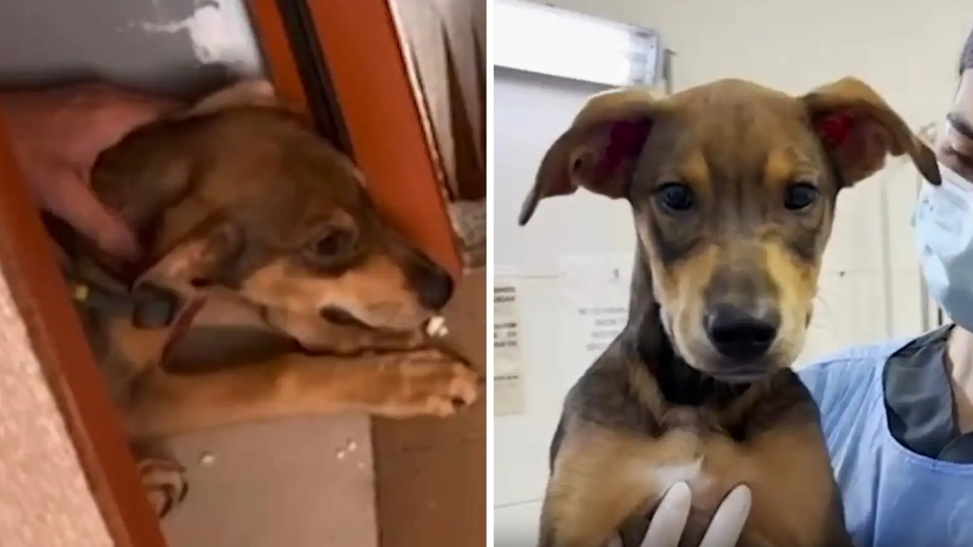 Maltrato a perro en Antioquia