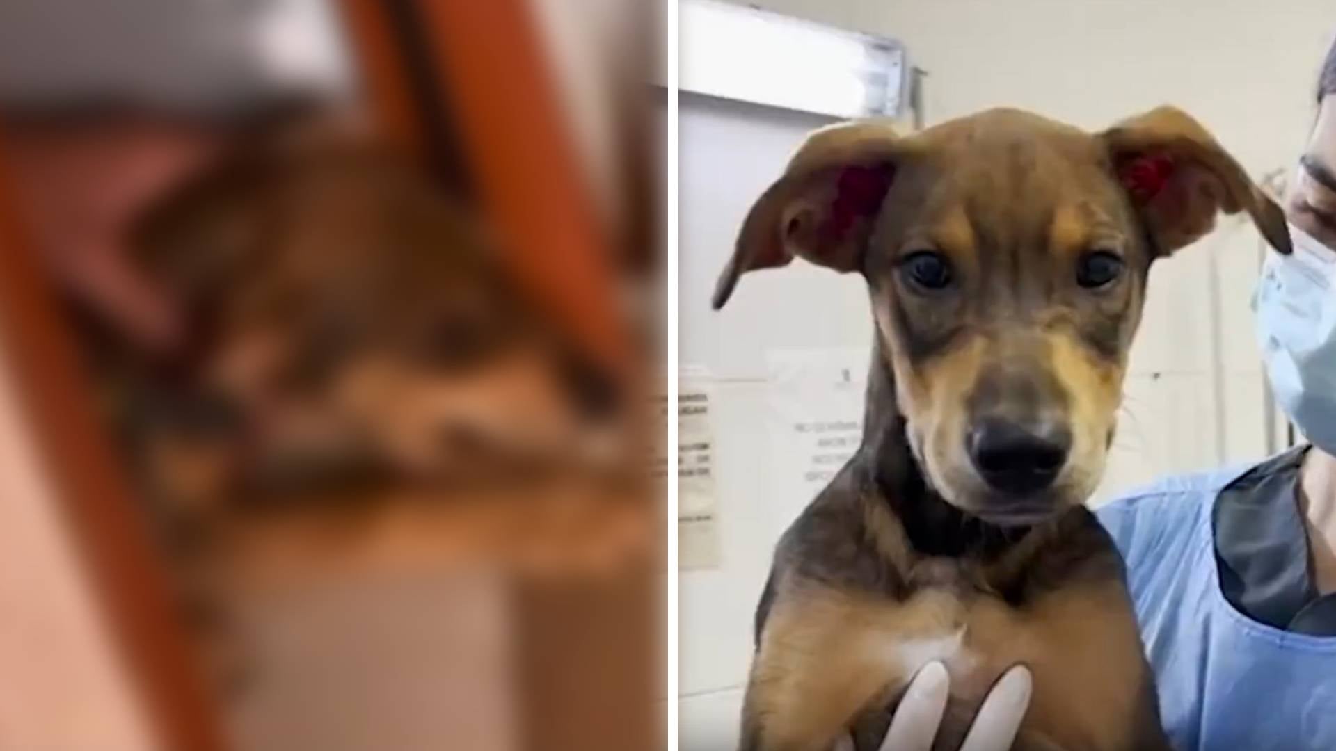 Maltrato a cachorro en Antioquia