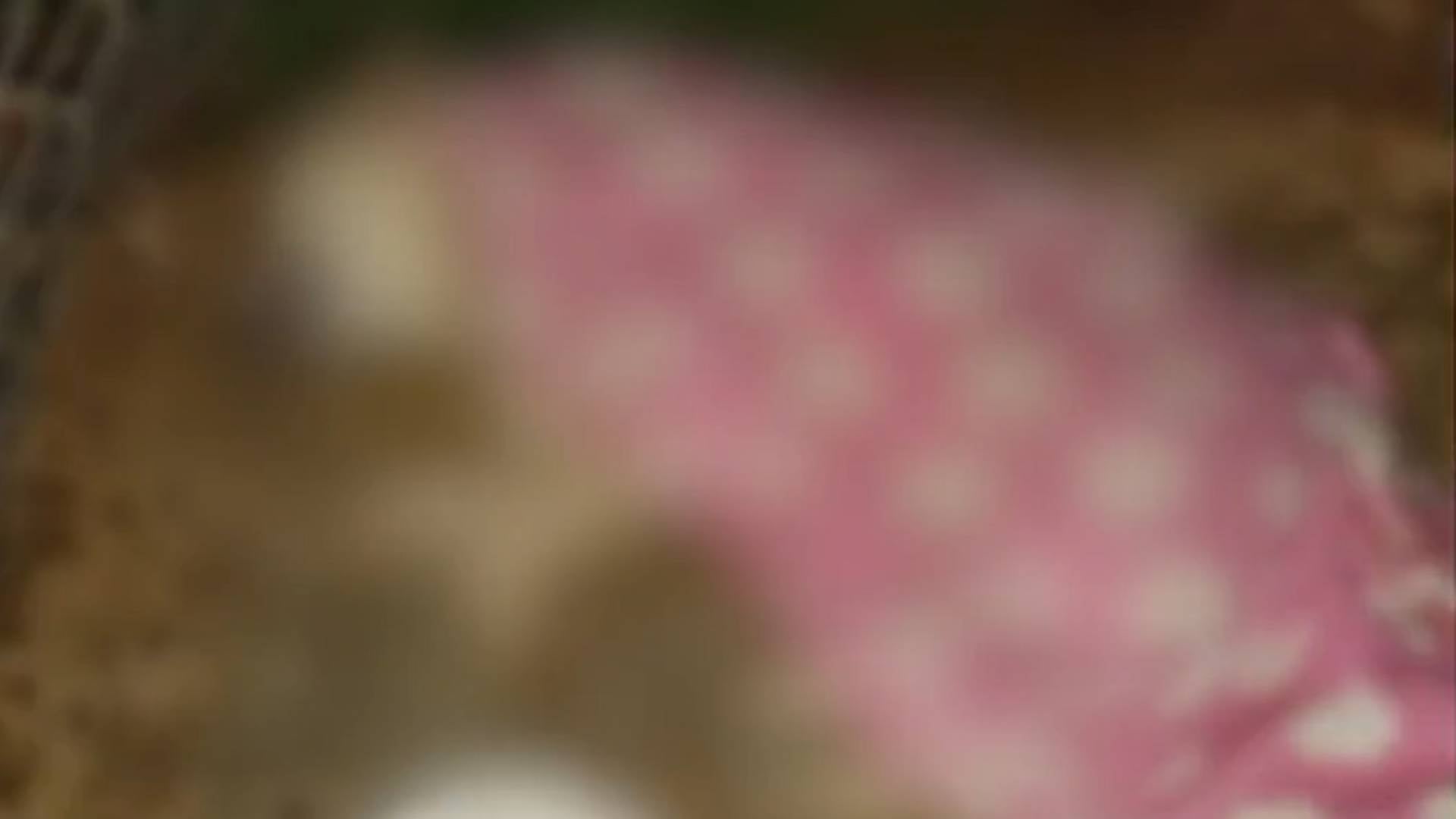 Perro asesinado Rionegro