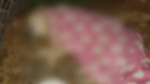 Perro asesinado Rionegro