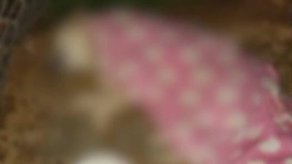 Hombre asesinó a golpes al perro de su casa por subirse a una cama: ¿qué pasó después? Hombre asesinó a golpes al perro de su casa por subirse a una cama: ¿qué pasó después?