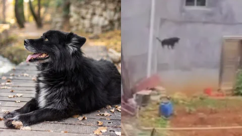 Perro cae desde el tercer piso