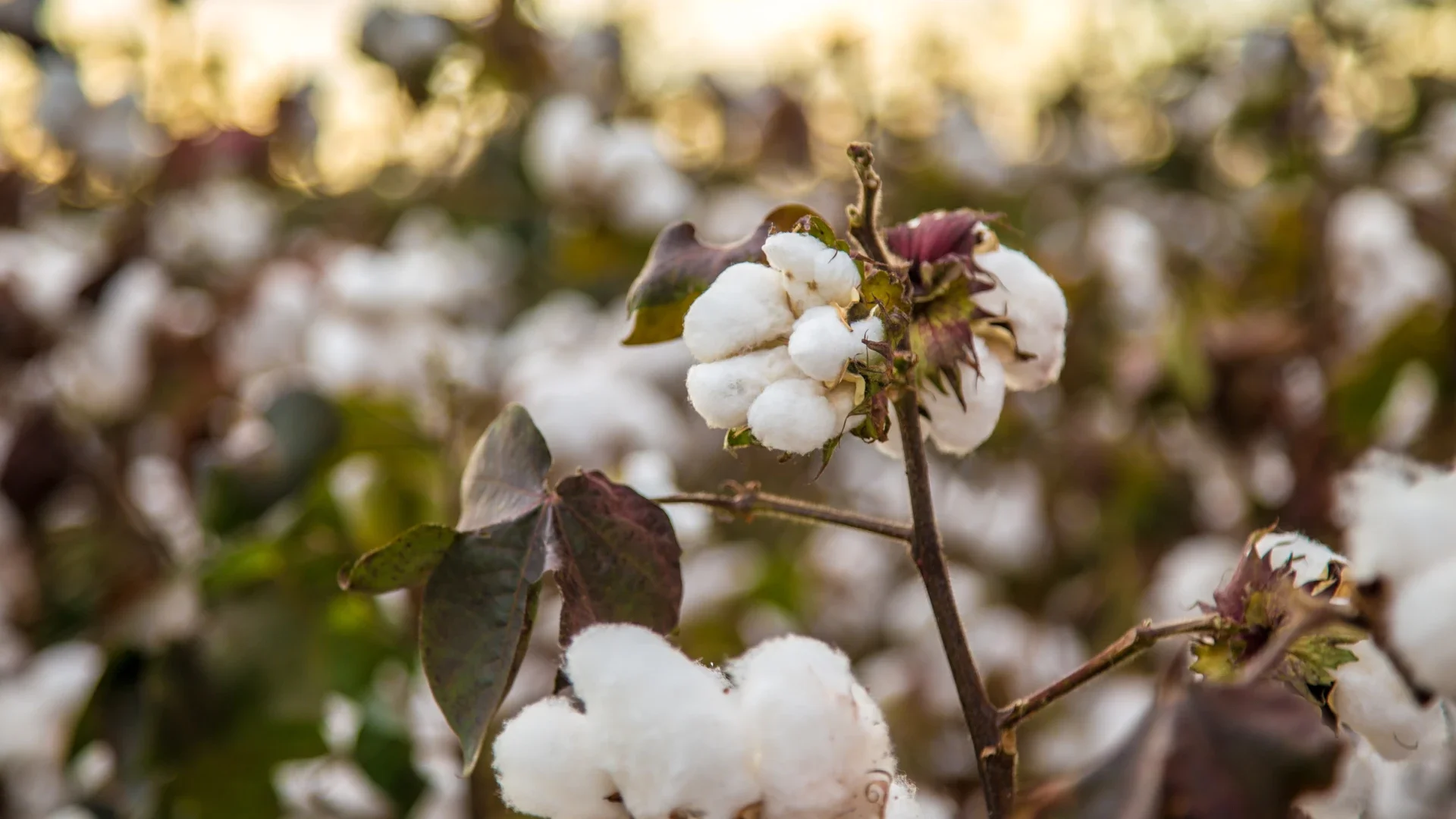 Afectaciones por importaciones de algodón.