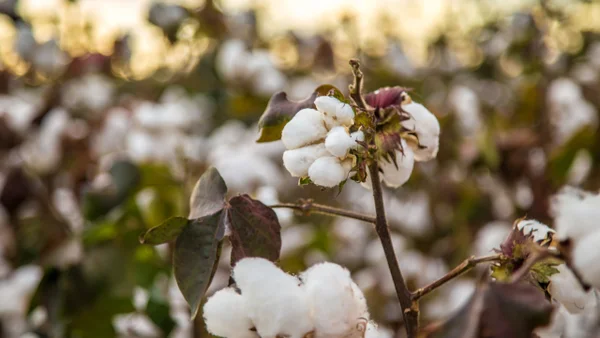 Proyectan miles de empleos afectados por arancel del 0% a importaciones de algodón Proyectan miles de empleos afectados por arancel del 0% a importaciones de algodón