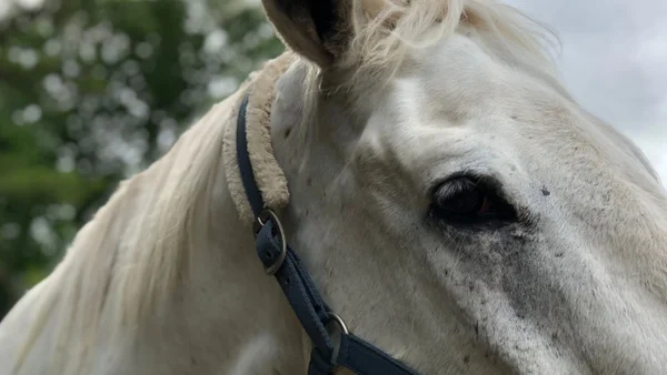 Investigan a servidores públicos en San Gil: habrían participado en cabalgata que dejó un caballo muerto