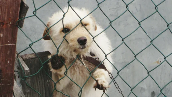 Rescatan 31 perros de criadero clandestino en Risaralda: el presunto responsable fue capturado