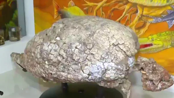 Descubren fósil de tortuga de 13 millones de años y la nombran en honor a Shakira Descubren fósil de tortuga de 13 millones de años y la nombran en honor a Shakira