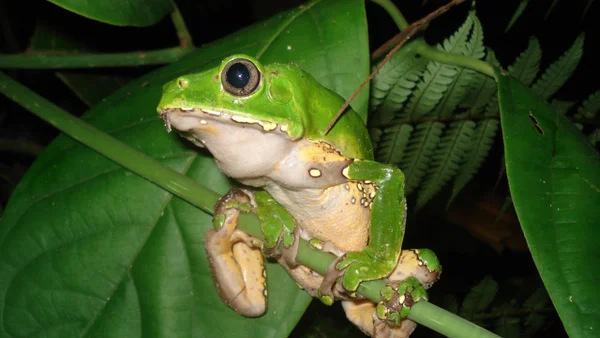 Banda maltrató ranas peligrosas para sacarles el veneno y venderlo: ingresos eran millonarios Banda maltrató ranas peligrosas para sacarles el veneno y venderlo: ingresos eran millonarios