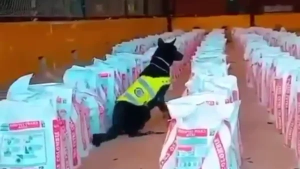 Colombia realizó su mayor incautación de drogas de los últimos diez años en un solo operativo Colombia realizó su mayor incautación de drogas de los últimos diez años en un solo operativo