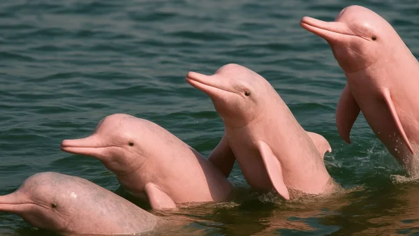 Delfines rosados: el espectáculo de la naturaleza que puede observarse en el país