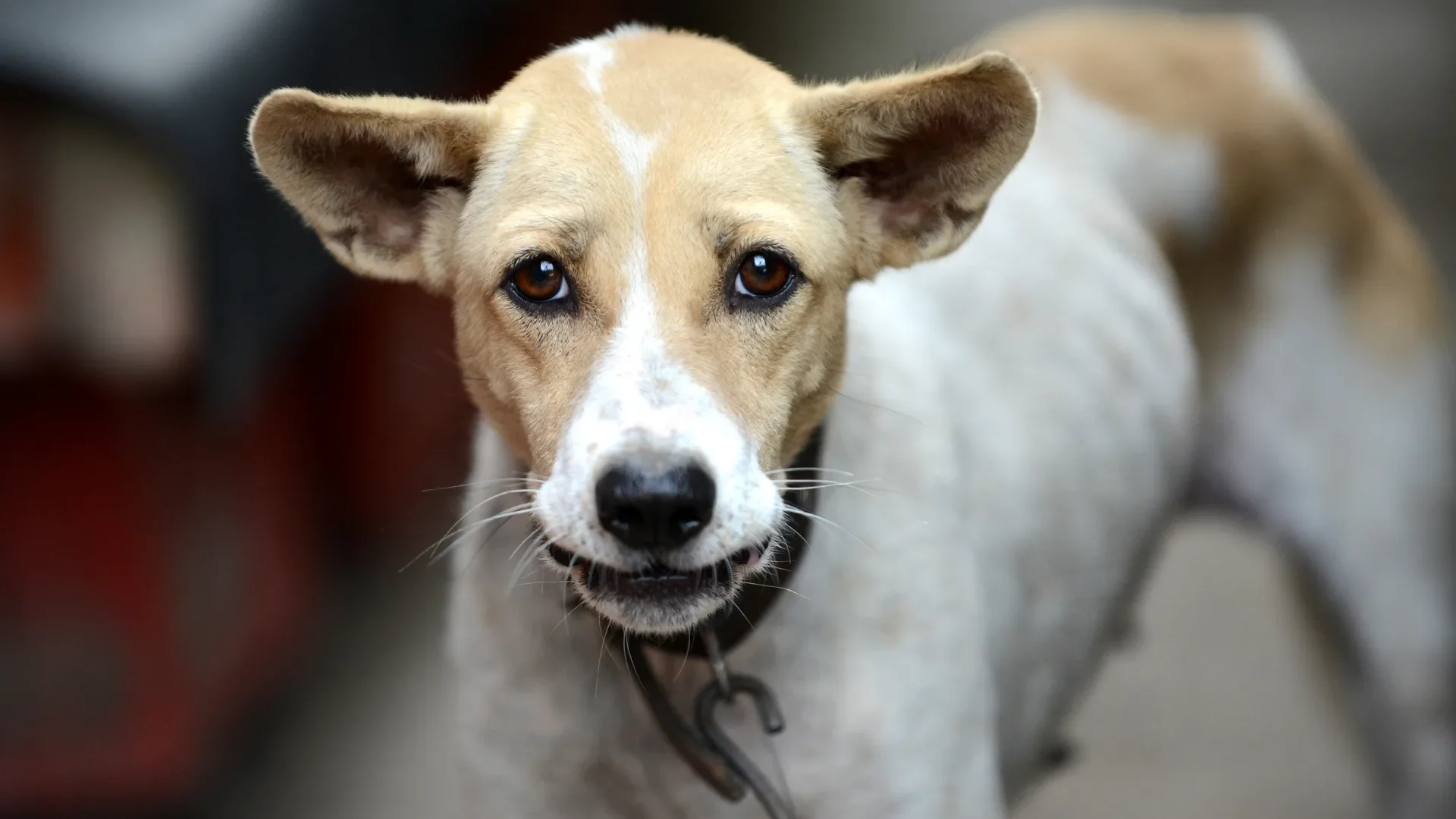 local dog at a restaurant in Denpasar on Indonesia's resort island of Bali