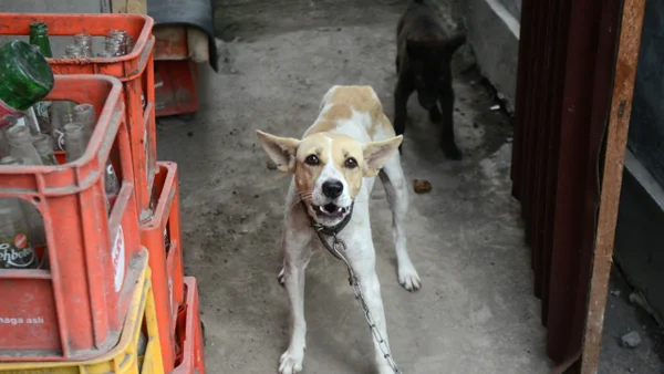 Prohibieron el consumo de carne de perro y gato en una de las grandes capitales asiáticas