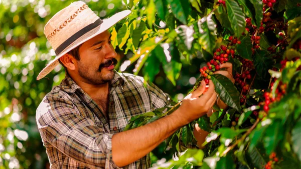 2025 fue un año récord para el café colombiano: producción aportó al crecimiento del PIB