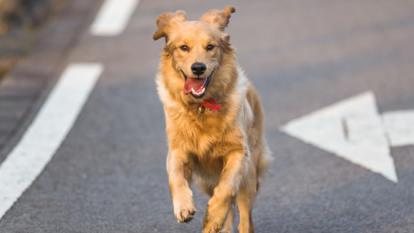 Bogotá crea la mesa distrital para prevenir el atropellamiento de más animales en las vías Bogotá crea la mesa distrital para prevenir el atropellamiento de más animales en las vías