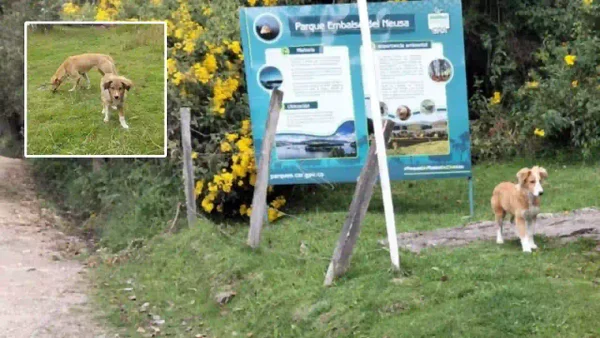 Alerta por falta de acción ante la reproducción descontrolada de perros ferales en el Neusa Alerta por falta de acción ante la reproducción descontrolada de perros ferales en el Neusa