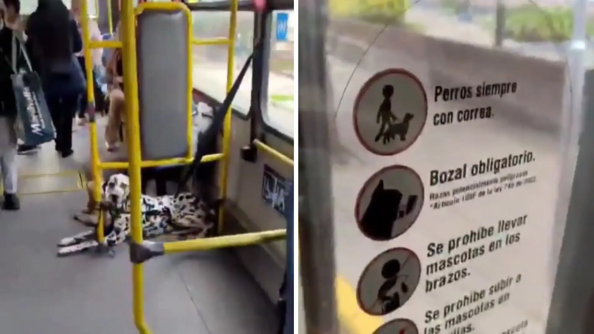 Denuncia perros en Transmilenio
