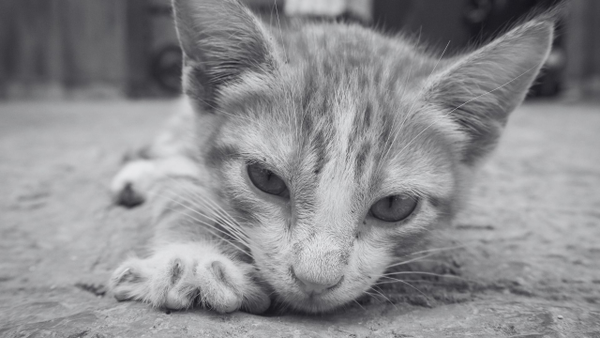 Gato estaría siendo maltratado: estarían apostando su vida, según denuncia Gato estaría siendo maltratado: estarían apostando su vida, según denuncia