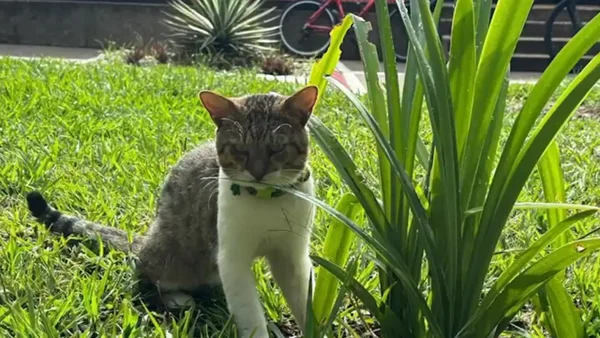 Ejército aclara que ningún gato está siendo maltratado en la base de Tolemaida Ejército aclara que ningún gato está siendo maltratado en la base de Tolemaida