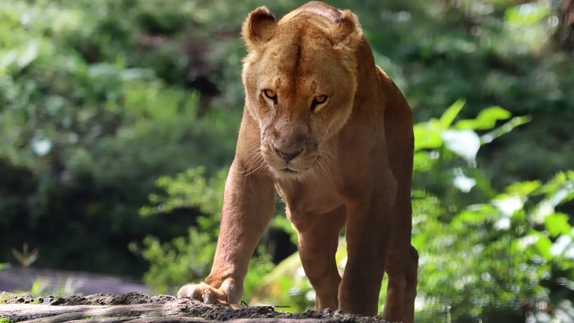 Leona atacó a un joven en un zoológico