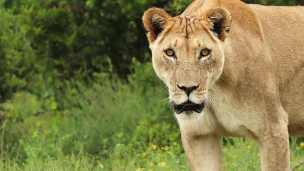 ¿Qué pasará con la leona que atacó a un joven que se metió a su jaula en zoológico de Brasil? ¿Qué pasará con la leona que atacó a un joven que se metió a su jaula en zoológico de Brasil?
