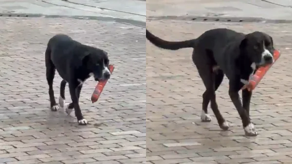 Perro se vuelve viral tras robarse un salchichón de un reconocido supermercado
