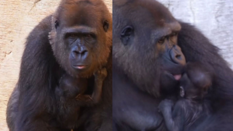 Foto: Captura pantalla TikTok @bioparcfuengirola