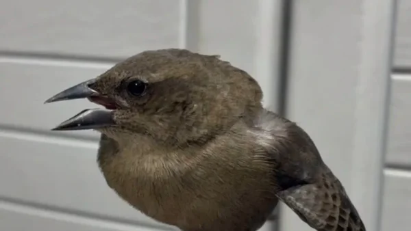 Revelan reporte de los primeros animales afectados por pólvora tras la alborada en Medellín