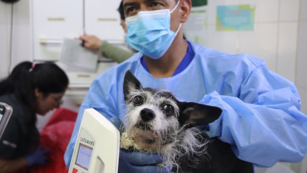 VIDEO | Rescatan a 46 animales en condiciones de maltrato y hacinamiento en Medellín
