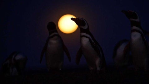 Superluna de diciembre 2024 así se vio el fenómeno sobre los pingüinos en Chubut. Foto: Viory