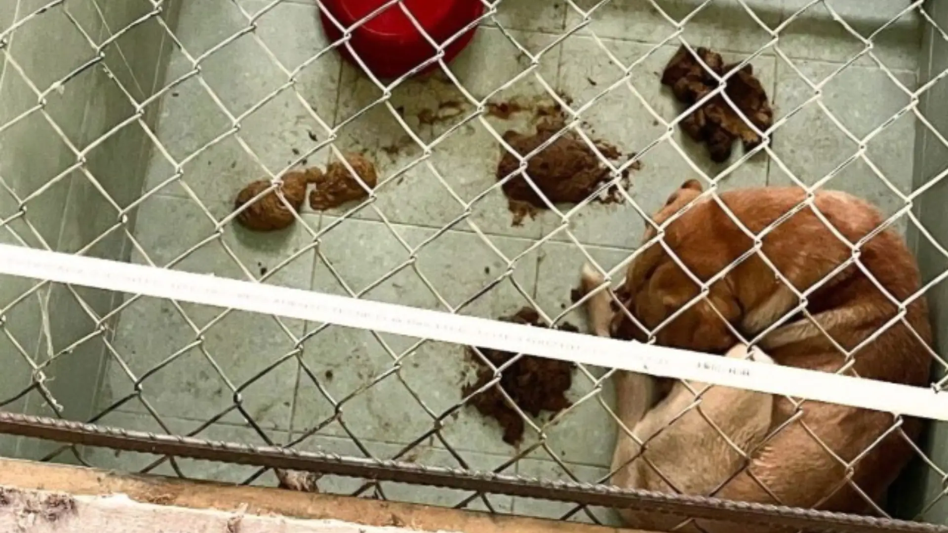 Perros enjaulados en Cucunuba