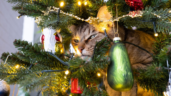 ¿Cómo evitar que su gato destruya el árbol de navidad?: aquí las recomendaciones ¿Cómo evitar que su gato destruya el árbol de navidad?: aquí las recomendaciones