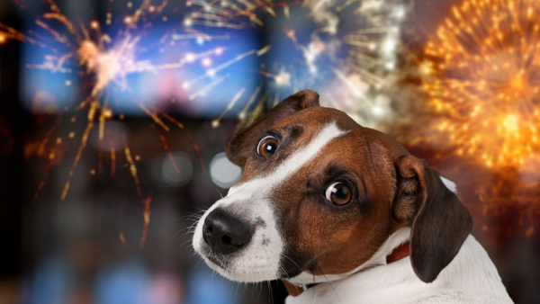 Bogotá reportó cerca de 167 casos de animales afectados por el uso de pólvora en la noche de velas Bogotá reportó cerca de 167 casos de animales afectados por el uso de pólvora en la noche de velas