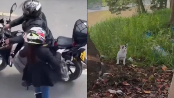 VIDEO | Pareja en moto arrojó a un gato bebé a unos matorrales en Bogotá: ¿qué pasó con él? VIDEO | Pareja en moto arrojó a un gato bebé a unos matorrales en Bogotá: ¿qué pasó con él?