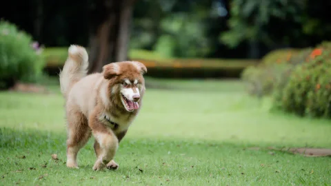 Carrera Navideña para mascotas en Bogotá: fecha, lugar y hora