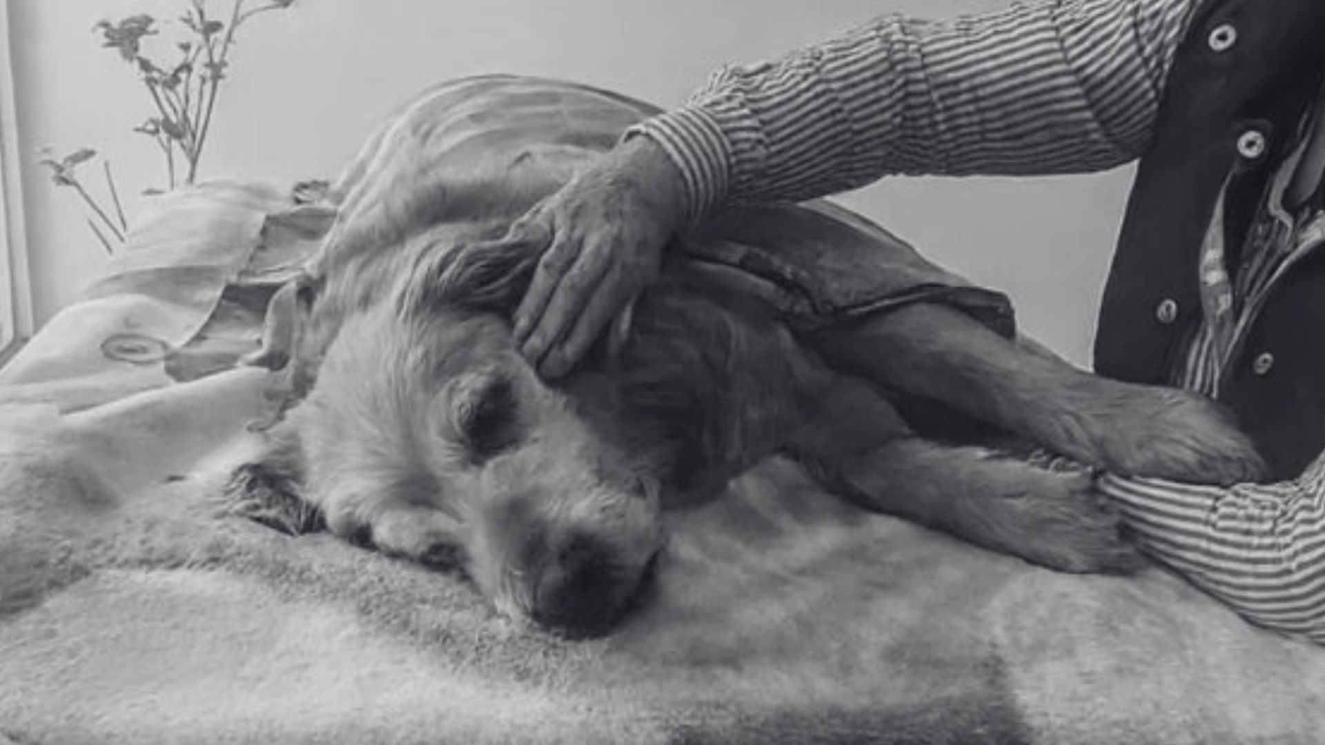 Foto: captura pantalla X @plataformaALTO