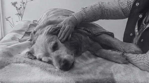 Perrito de catorce años pierde la vida tras ser envenenado en el norte de Bogotá Perrito de catorce años pierde la vida tras ser envenenado en el norte de Bogotá