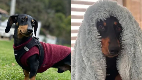 Foto: Captura pantalla IG @enzo_vuelve_a_casa