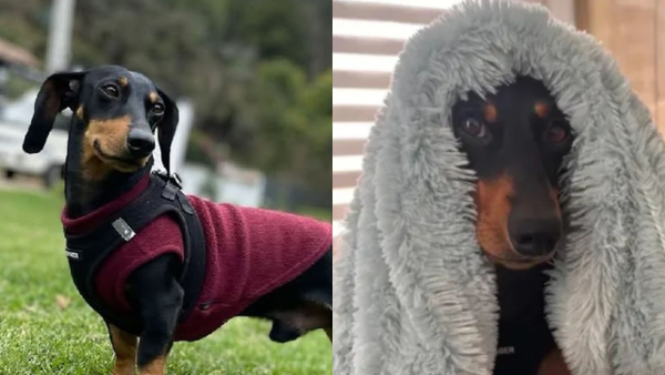 ¿Ha visto a Enzo?: perro salchicha robado en la vía Siberia - Bogotá aún no aparece ¿Ha visto a Enzo?: perro salchicha robado en la vía Siberia - Bogotá aún no aparece