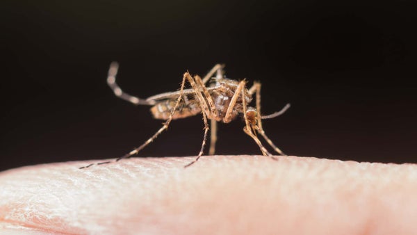 Alerta por más de 100.000 casos de dengue este año: así puede evitar la enfermedad